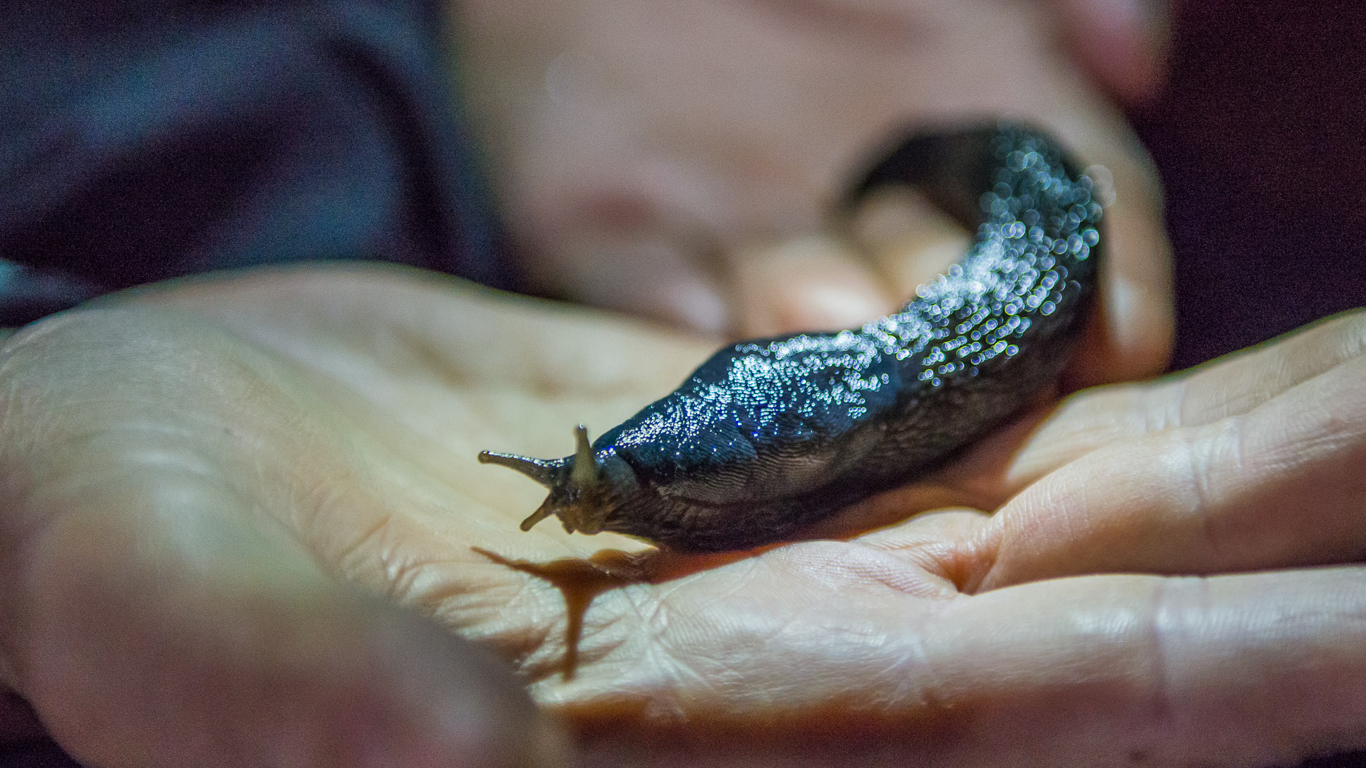 Citizen scientists help discover a new, giant slug