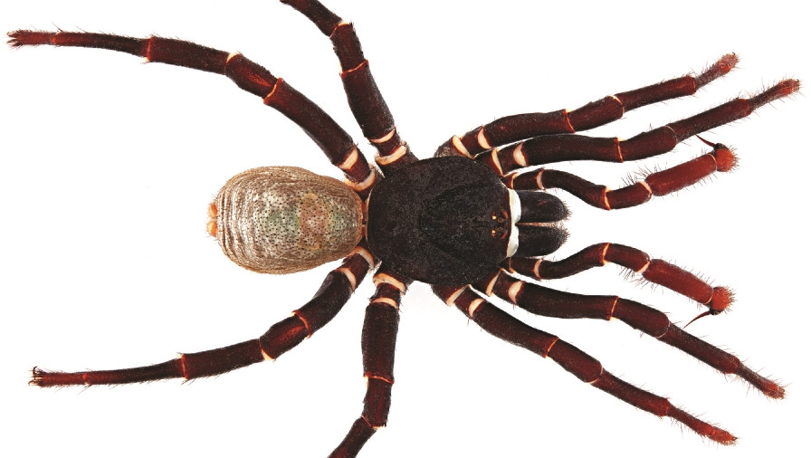 hø Farmakologi Regan Trapdoor spiders named after Neil Gaiman, Peter Gabriel and Brandi Carlile  among 33 new to science species | Blog