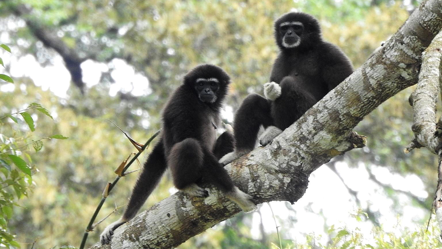 white handed gibbons