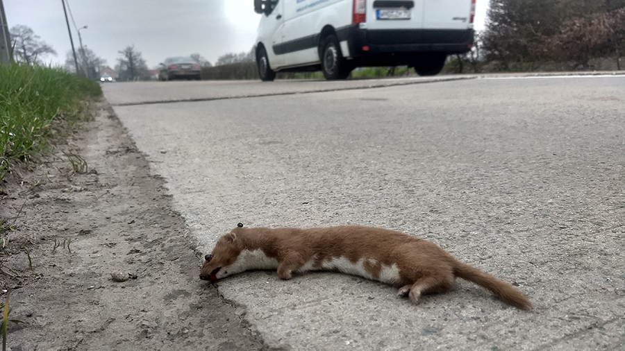 Citizen science data crucial to understand wildlife roadkill
