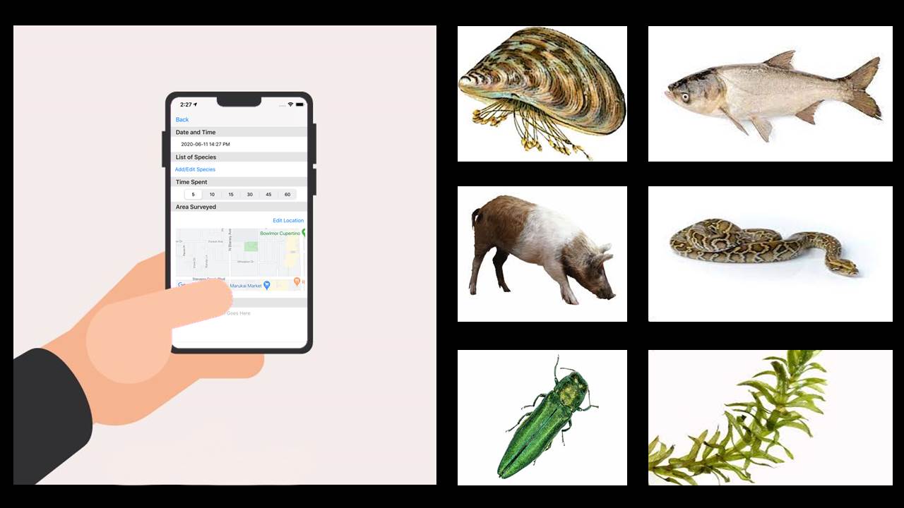 invasive-alien-species-isn-t-there-an-app-for-that