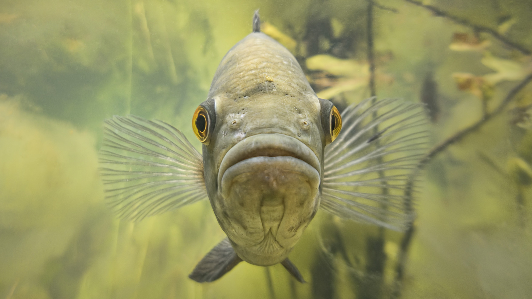 Meet the Expert Studying Fishes That Spit Water to Hunt, Smithsonian  Voices