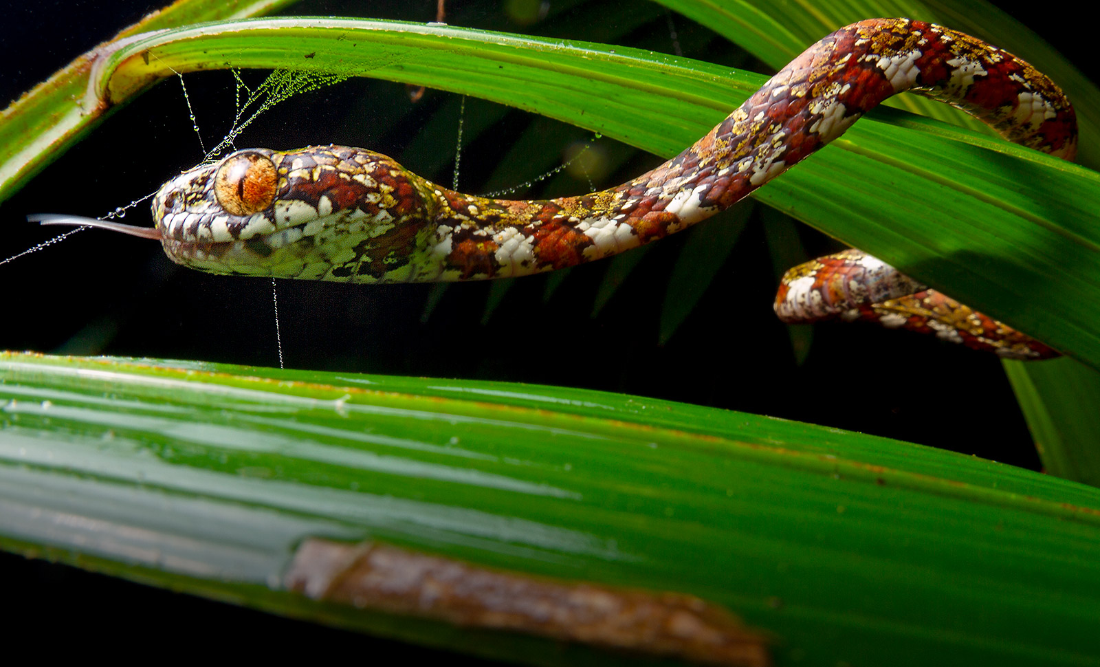 Three new snake species discovered in graveyards