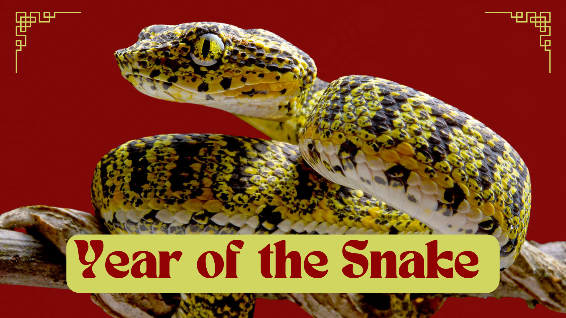 Year of the Snake a serpent selection to celebrate Lunar New Year!