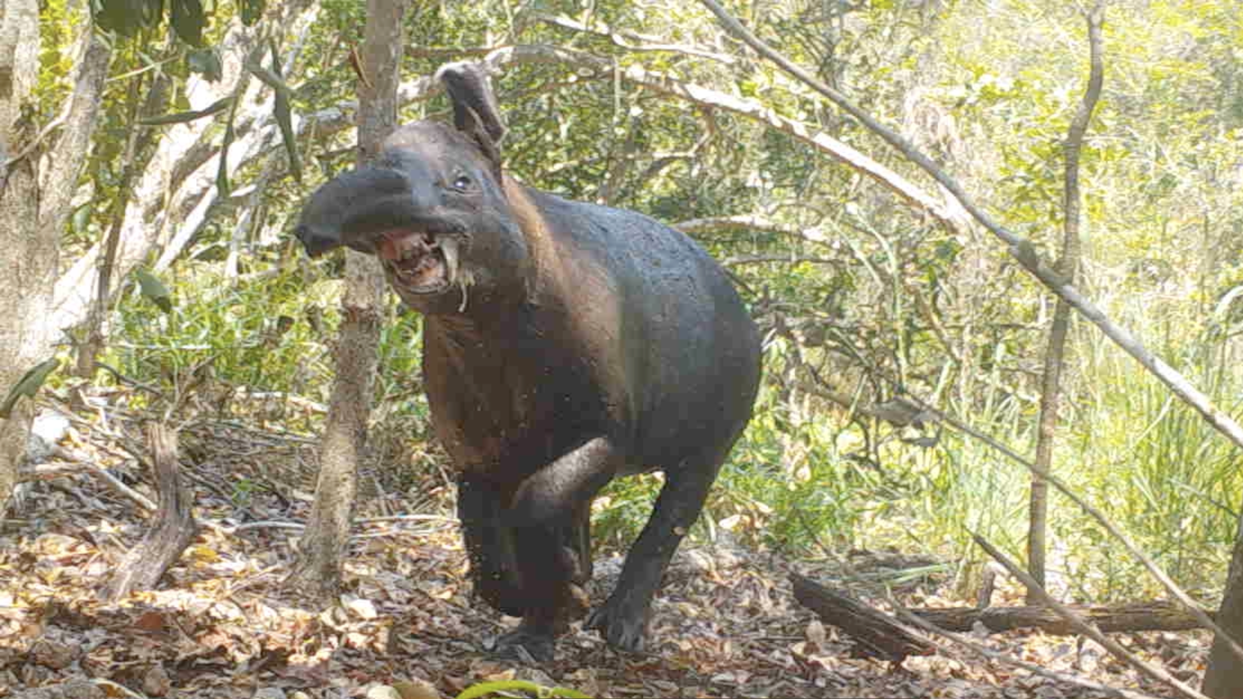 Tussling tapirs: unexpected aggression in a shy species, image size:2505x1409
