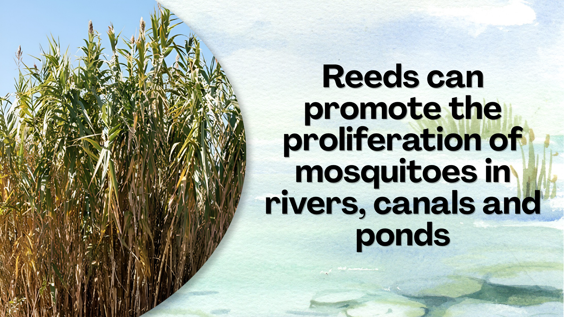 Invasive Reeds Can Promote The Proliferation Of Mosquitoes In Rivers ...
